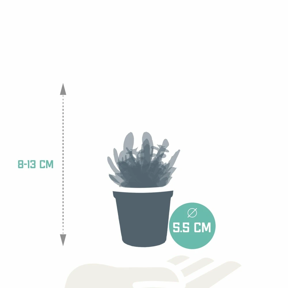 Succulentes, Box De 10 Plantes - H13cm, ø5,5cm - Plantes D'intérieur 2 Succulentes, Box De 10 Plantes - H13cm, ø5,5cm - Plantes D'intérieur – Image 2