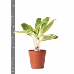 Plante Verte - Aglaonema Lipstick Green - H25cm, ø9cm - Plante D'intérieur -Promos Jardesia Magasin dd249d9e41c4ce5a