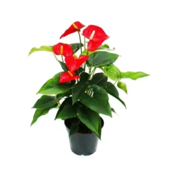 Flamant Flamant Rouge, Anthurium Anderanum, Pot De 17cm