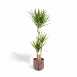 Dracaena Et Son Cache-pot Effet Rouille - H120cm, ø21cm - Très Grande Plante D'intérieur
