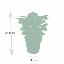 Caféier Arabica - H25cm, ø12cm - Plante D'intérieur -Promos Jardesia Magasin de1e349031d3e3ff