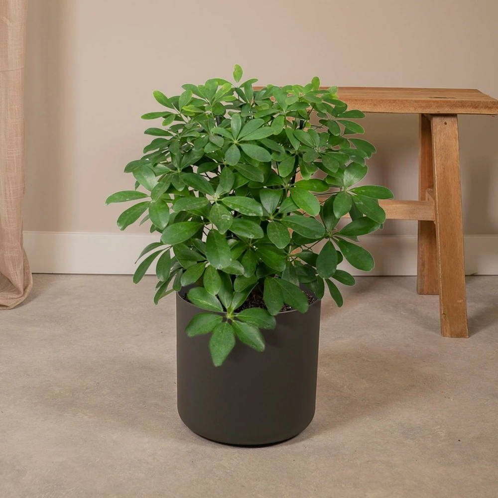 Schefflera Nora - H50cm, ø21cm - Plante D'intérieur 2 Schefflera Nora - H50cm, ø21cm - Plante D'intérieur – Image 2