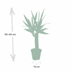 Yucca - H40cm, ø14cm - Plante D'intérieur -Promos Jardesia Magasin dfb4e1d60cd870d4