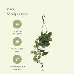 Pothos Scindapsus Pictus Epipremnum - H25cm, ø15cm - Plante D'intérieur Tombante -Promos Jardesia Magasin dfdf43585fea19d0