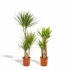 Yucca, Dracaena, Duo De Plantes - Grandes Plantes D'intérieur