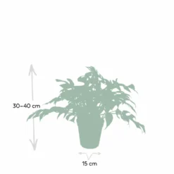 Monstera Minima - H25cm, ø15cm - Plante D'intérieur -Promos Jardesia Magasin e0cdad191f93fb5b