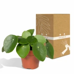 Pilea Peperomiodes - H20cm, ø12cm - Plante D'intérieur 9 Pilea Peperomiodes - H20cm, ø12cm - Plante D'intérieur -Promos Jardesia Magasin e3261d67a7583edf
