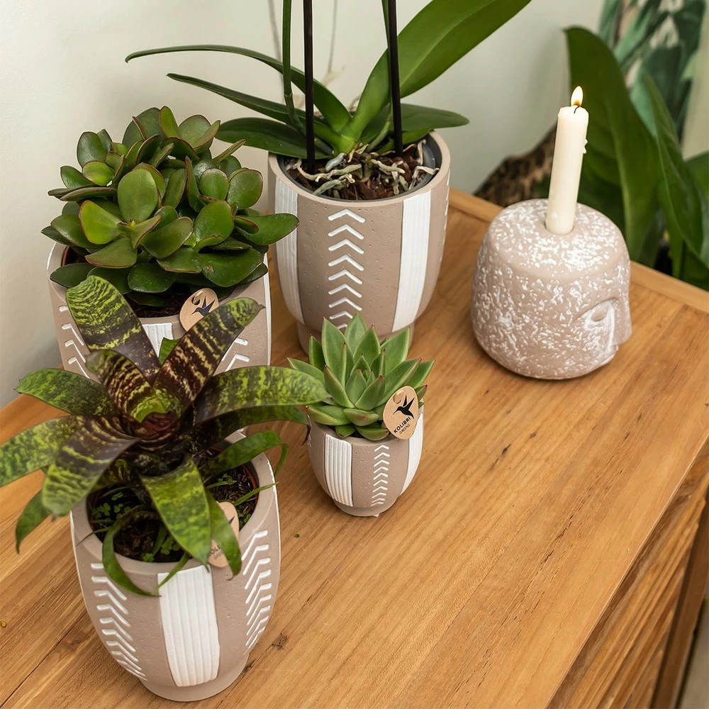 Echeveria Miranda - H13cm, ø9cm - Plante D'intérieur 3 Echeveria Miranda - H13cm, ø9cm - Plante D'intérieur – Image 3