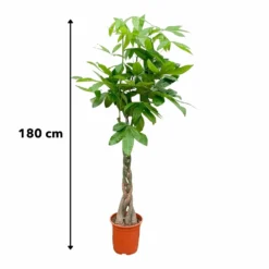 Pachira Aquatica - H150cm, ø30cm - Très Grande Plante D'intérieur -Promos Jardesia Magasin e4b229d448b4fe43