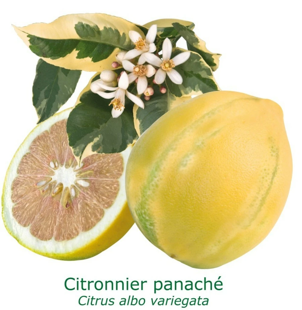 Citronnier Rose 4 Saisons Bio Tailles:pot De 3 Litres, Hauteur 30/40 Cm 1 Citronnier Rose 4 Saisons Bio Tailles:pot De 3 Litres, Hauteur 30/40 Cm