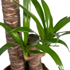 Yucca - H85cm, ø17cm - Grande Plante D'intérieur -Promos Jardesia Magasin e6744fd062df925f