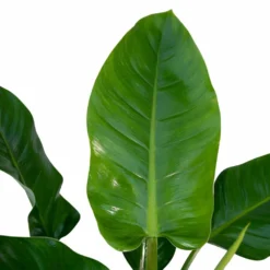 Philodendron Imperial Green - H65cm - ø19cm - Plante D'intérieur -Promos Jardesia Magasin e723cfe7a68afb1b