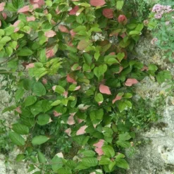 Actinidia Kolomikta - Actinidia Kolomikta 3l 5 Actinidia Kolomikta - Actinidia Kolomikta 3l -Promos Jardesia Magasin e80ca545c0eec709