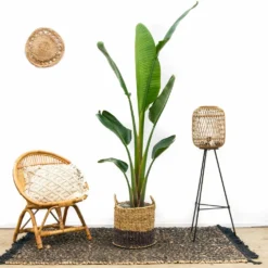 Strelitzia Augusta Xxl - H210cm, ø30cm - Très Grande Plante D'intérieur -Promos Jardesia Magasin e83277b96848b0a0