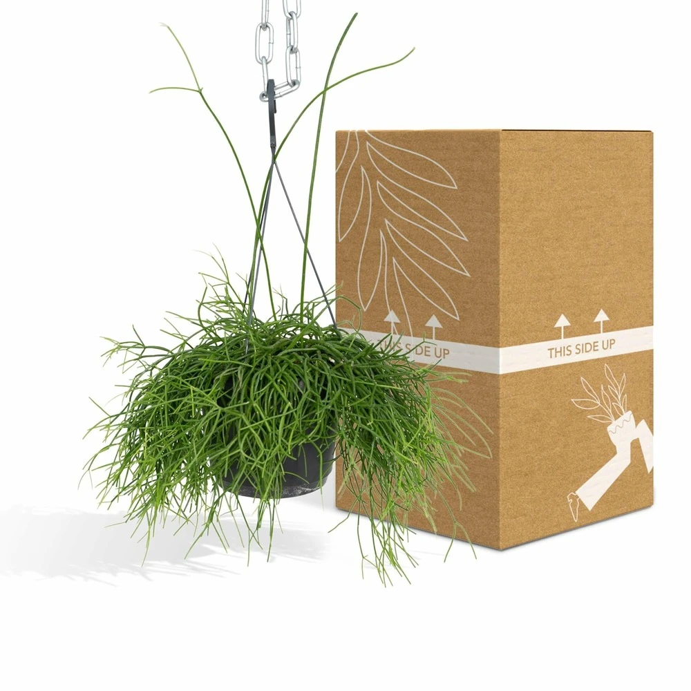 Rhipsalis Baccifera - H30cm, ø12cm - Plante D'intérieur Tombante 4 Rhipsalis Baccifera - H30cm, ø12cm - Plante D'intérieur Tombante – Image 4