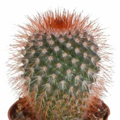 Cactus, Box De 5 Plantes - H8cm, ø5,5cm - Plantes D'intérieur -Promos Jardesia Magasin eabf162e297f7ccf