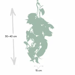 Epipremnum Aureum Scindapsus - H25cm, ø15cm - Plante D'intérieur Tombante -Promos Jardesia Magasin eb0c820c9f03c051