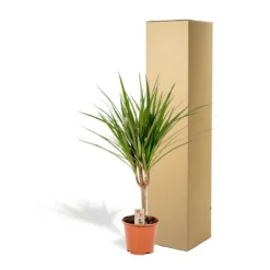 Dracaena Marginata - H60cm, ø14cm - Plante D'intérieur -Promos Jardesia Magasin eb1b8a1fe41c55fa