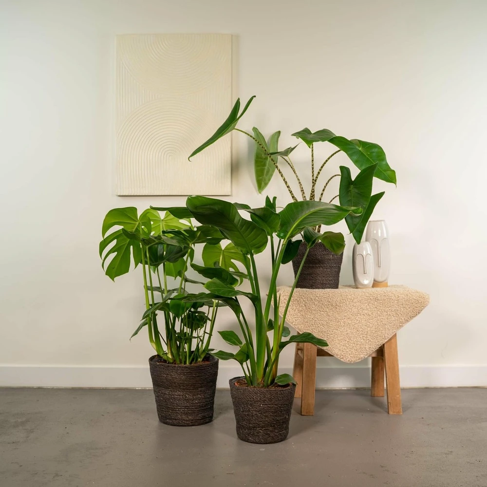 Delicious Monstera, Alocasia Zebrina, Strelitzia Nicolai - Plantes D'intérieur 2 Delicious Monstera, Alocasia Zebrina, Strelitzia Nicolai - Plantes D'intérieur – Image 2