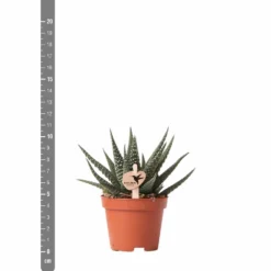 Haworthia - H11cm, ø6cm - Plante D'intérieur 8 Haworthia - H11cm, ø6cm - Plante D'intérieur -Promos Jardesia Magasin eb6d65895f5d6334