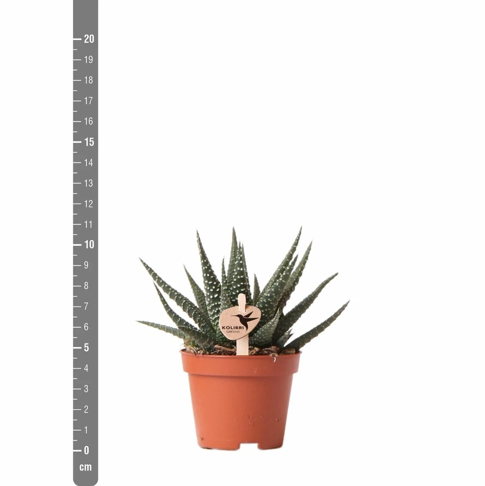 Haworthia - H11cm, ø6cm - Plante D'intérieur 4 Haworthia - H11cm, ø6cm - Plante D'intérieur – Image 4