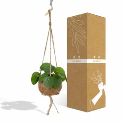 Kokodama Pilea Peperomiodes - H20cm, ø15cm - Plante D'intérieur Tombante -Promos Jardesia Magasin ede372accb1e546e
