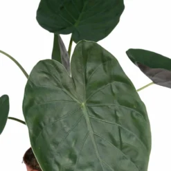 Alocasia Wentii - H70cm, ø19cm - Grande Plante D'intérieur 7 Alocasia Wentii - H70cm, ø19cm - Grande Plante D'intérieur -Promos Jardesia Magasin ee02d9b8ae7379d6