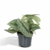 Pothos Scindapsus Pictus Epipremnum - H15cm, ø12cm - Plante D'intérieur Tombante
