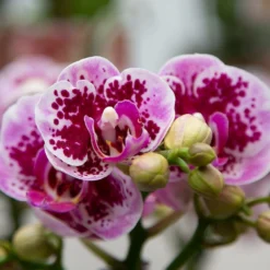 Orchidée Rose/violet Phalaenopsis - H35cm, ø9cm - Plante D'intérieur Fleurie -Promos Jardesia Magasin ee870b7d6fc6f340