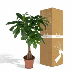 Pachira Aquatica - H70cm, ø17cm - Grande Plante D'intérieur -Promos Jardesia Magasin eedbc0a5177506a9