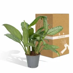 Aglaonema Christina - H30cm, ø12cm - Plante D'intérieur 9 Aglaonema Christina - H30cm, ø12cm - Plante D'intérieur -Promos Jardesia Magasin f0caf2476ad693a9