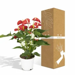 Anthurium Rouge - H55cm, ø17cm - Plante D'intérieur -Promos Jardesia Magasin f142fbabc9731d72