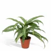 Aglaonema Cutlass - H30cm, ø12cm - Plante D'intérieur