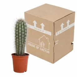 Pachycereus Pringlei - H40cm, ø17cm - Plante D'intérieur -Promos Jardesia Magasin f1ed5ef7a2c61890