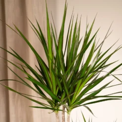 Dracaena Marginata - H100cm, ø19cm - Très Grande Plante D'intérieur 7 Dracaena Marginata - H100cm, ø19cm - Très Grande Plante D'intérieur -Promos Jardesia Magasin f23e880432de9a1d