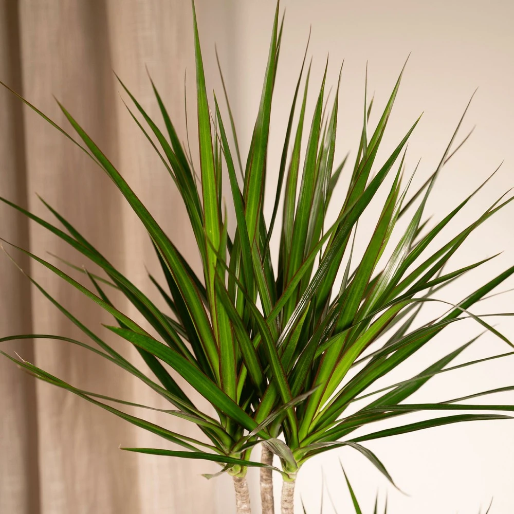 Dracaena Marginata - H100cm, ø19cm - Très Grande Plante D'intérieur 3 Dracaena Marginata - H100cm, ø19cm - Très Grande Plante D'intérieur – Image 3