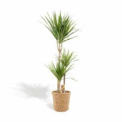 Dracaena Et Son Panier Naturel - H120cm, ø21cm - Très Grande Plante D'intérieur