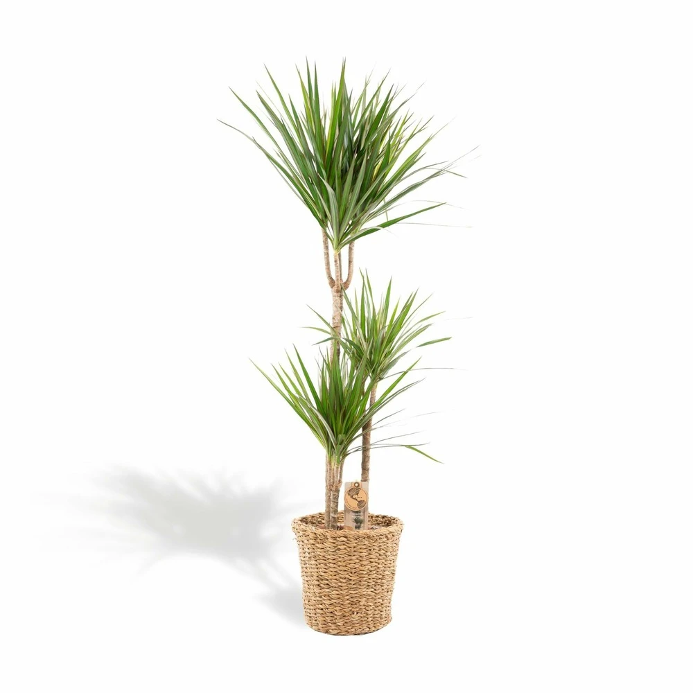Dracaena Et Son Panier Naturel - H120cm, ø21cm - Très Grande Plante D'intérieur 1 Dracaena Et Son Panier Naturel - H120cm, ø21cm - Très Grande Plante D'intérieur
