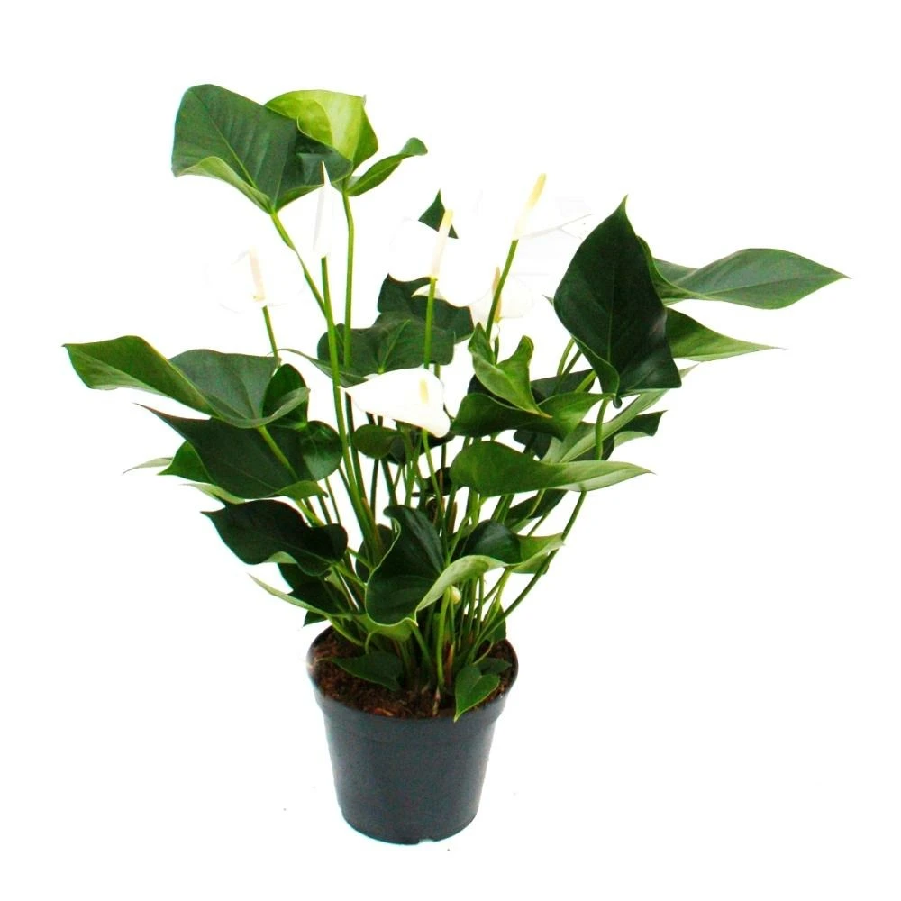 Flamant Flamant Blanc, Anthurium Anderanum, Pot De 17cm 1 Flamant Flamant Blanc, Anthurium Anderanum, Pot De 17cm