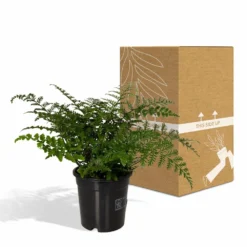 Asplenium Parvati - H30cm, ø17cm - Plante D'intérieur -Promos Jardesia Magasin f3ae6079c3c8244e