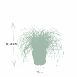 Herbe à Chat - H20cm, ø12cm - Plante D'intérieur 8 Herbe à Chat - H20cm, ø12cm - Plante D'intérieur -Promos Jardesia Magasin f3d68845697a0a0e