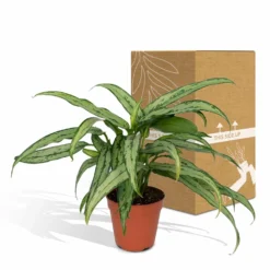 Aglaonema Cutlass - H30cm, ø12cm - Plante D'intérieur -Promos Jardesia Magasin f525f686f3b27056