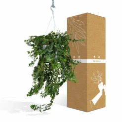 Hedera Lierra Tombant - H70cm, ø24cm - Plante D'intérieur Tombante 8 Hedera Lierra Tombant - H70cm, ø24cm - Plante D'intérieur Tombante -Promos Jardesia Magasin f5c34e27a4d6c122