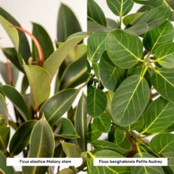 Ficus Elastica Melany, Ficus Benghalensis Audrey, Duo De Plantes - Grandes Plantes D'intérieur -Promos Jardesia Magasin f729e24a871c700d