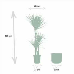 Dracaena Et Son Cache-pot Effet Rouille - H120cm, ø21cm - Très Grande Plante D'intérieur 8 Dracaena Et Son Cache-pot Effet Rouille - H120cm, ø21cm - Très Grande Plante D'intérieur -Promos Jardesia Magasin f7a74c69b89c170f