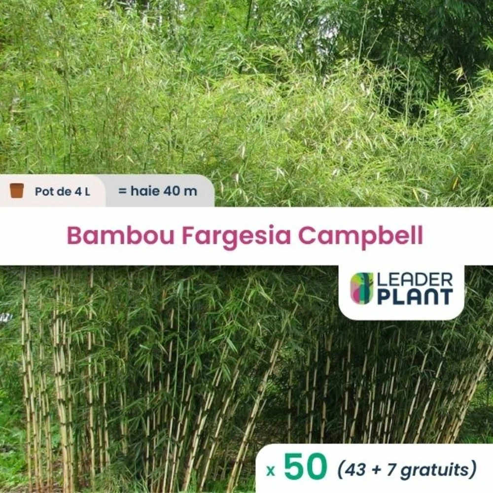50 X Bambou Fargesia Campbell En Pot De 4 L 1 50 X Bambou Fargesia Campbell En Pot De 4 L