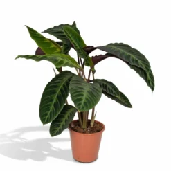 Calathea Warscewiczii - H70cm, ø19cm - Grande Plante D'intérieur