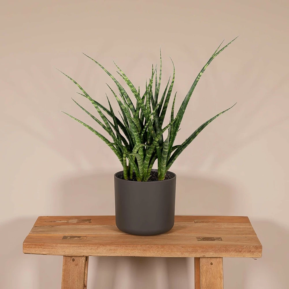 Sansevieria Fernwood Punk - H30cm, ø12cm - Plante D'intérieur Sans Entretien 2 Sansevieria Fernwood Punk - H30cm, ø12cm - Plante D'intérieur Sans Entretien – Image 2
