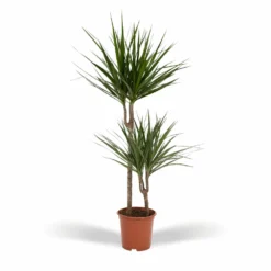 Dracaena Marginata - H100cm, ø19cm - Très Grande Plante D'intérieur