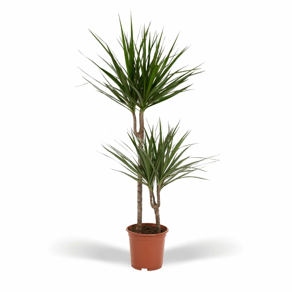 Dracaena Marginata - H100cm, ø19cm - Très Grande Plante D'intérieur 1 Dracaena Marginata - H100cm, ø19cm - Très Grande Plante D'intérieur